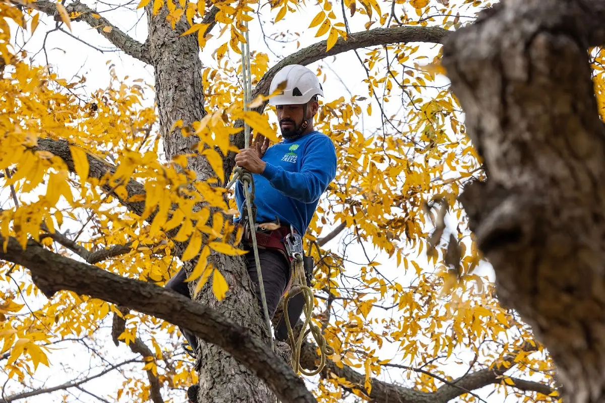 Skilled Storm Damage Cleanup crew working in Bedford